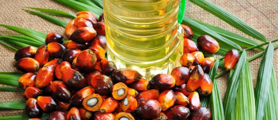 huile de palme environnement