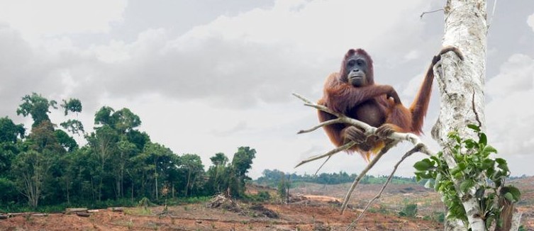 orangs outans extinction